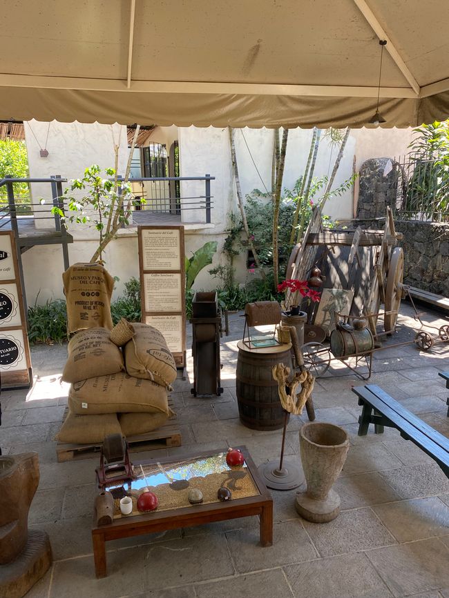 plantation de café 