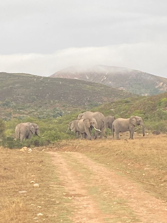 Elephant Hide, Knysna