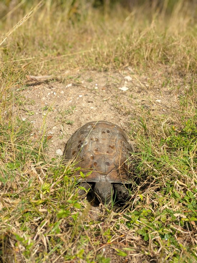 Weedon island park