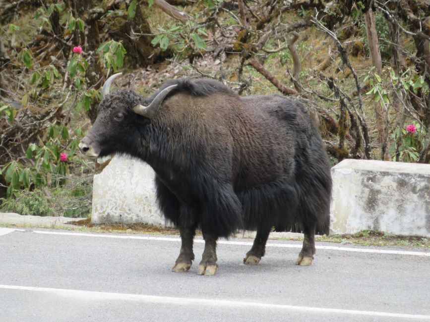 Yak