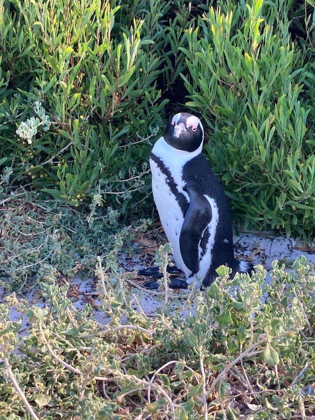 Visiting tour to Cape of good hope, boulder beach with Penguin 🐧 colony and Muizenberg colored huts
