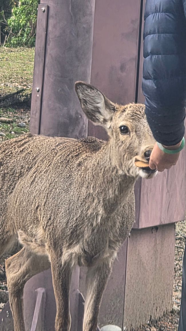 Osaka 'kuidaore' ➡️ mangiare fino a cadere