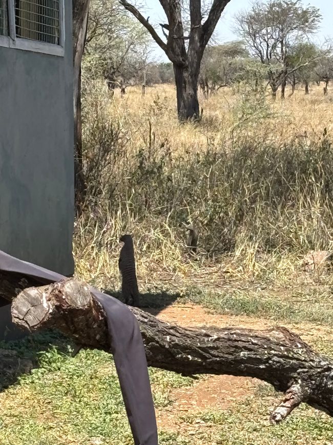 Serengeti Teil 3 - Die Rückkehr der Serengeti-Ritter