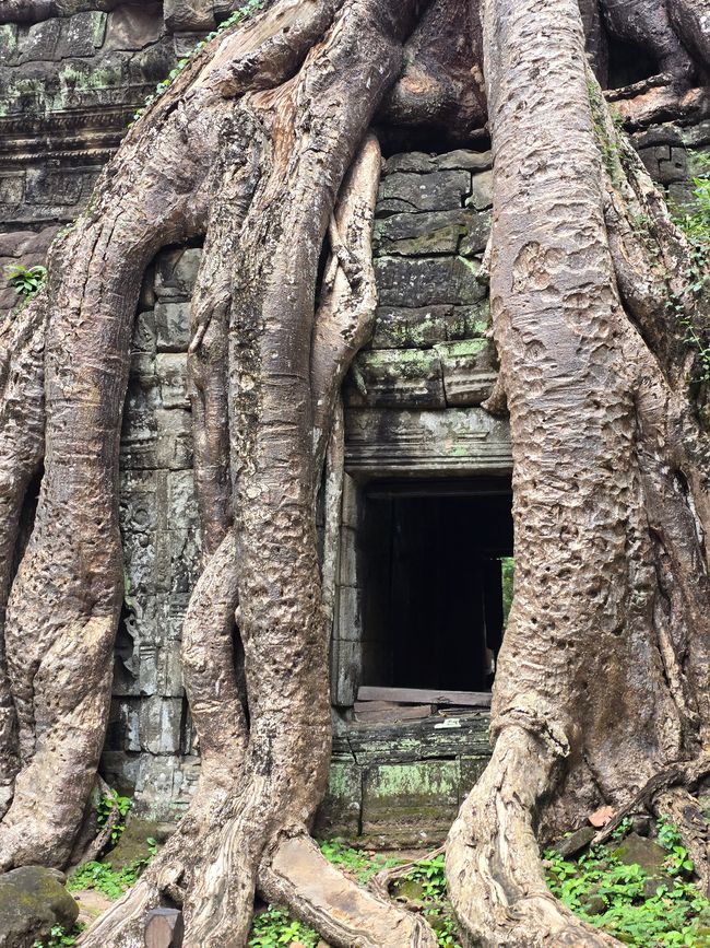 Ta Prohm