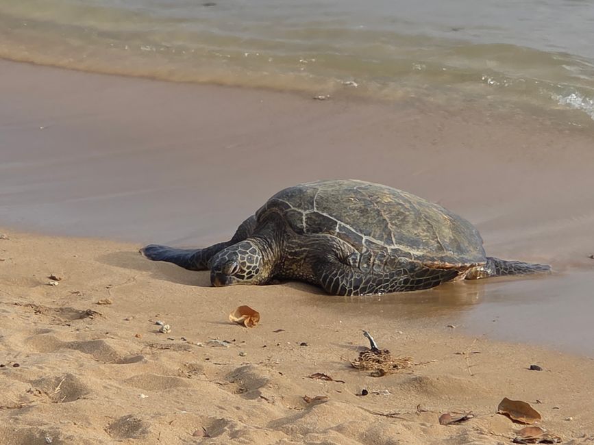 Grune Schildkröte
