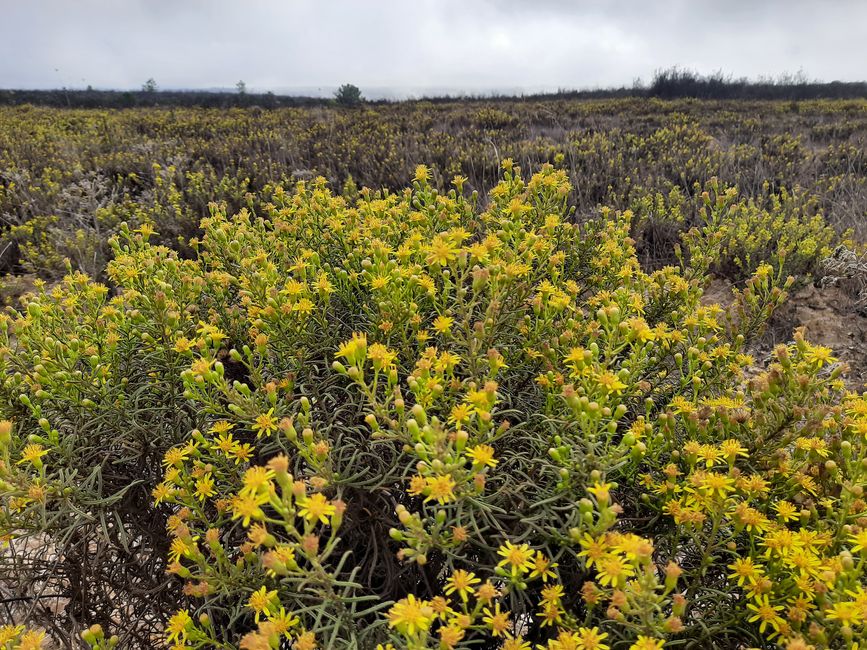 6th stage: coast, meadows and forests