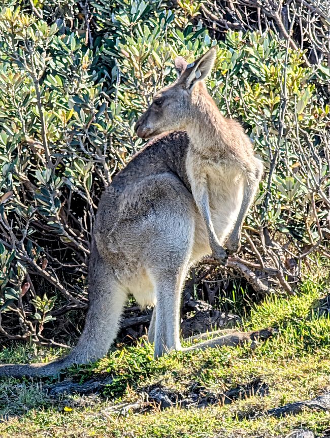 Ci vorrebbe molto tempo 
per raggiungere Byron Bay