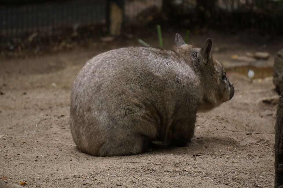 Wombat