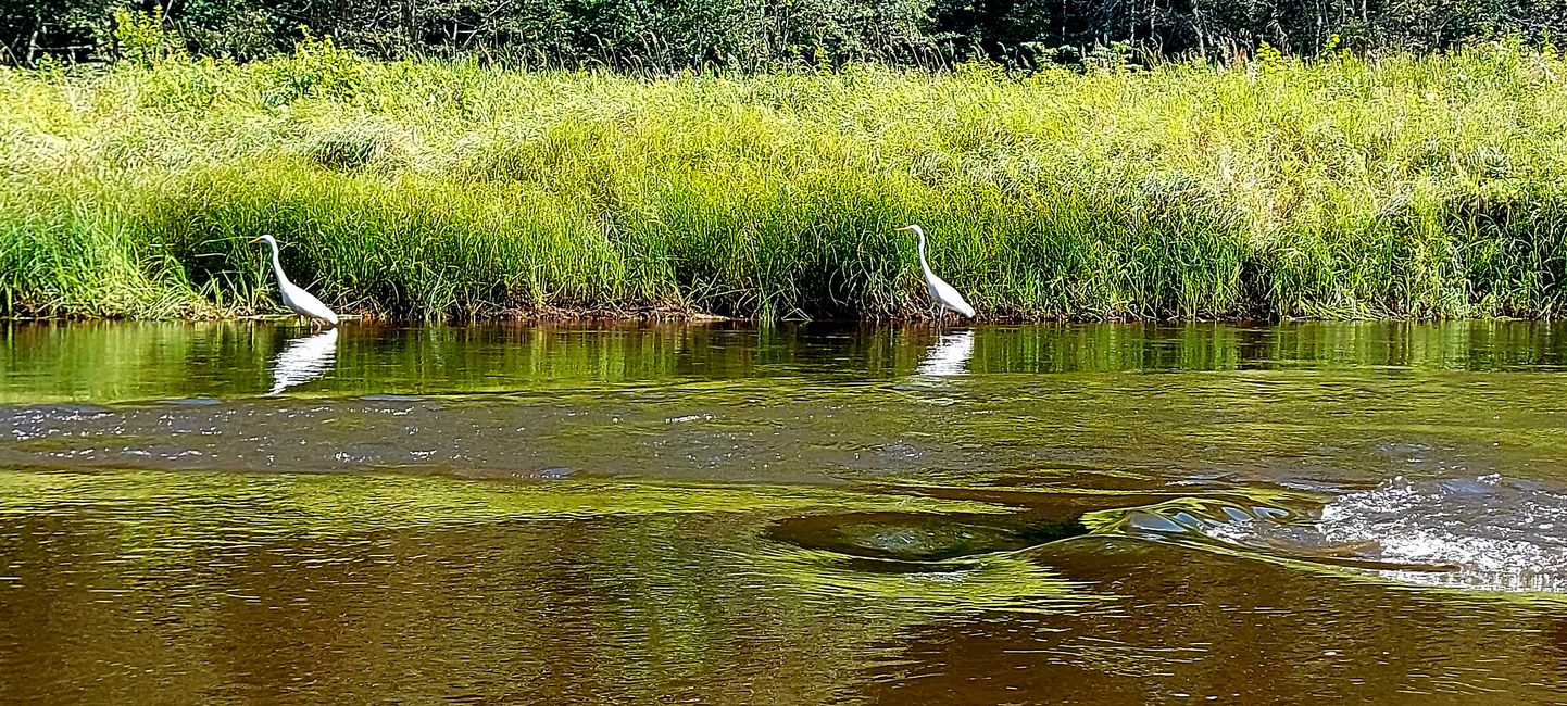 Paddeln auf der Gauja