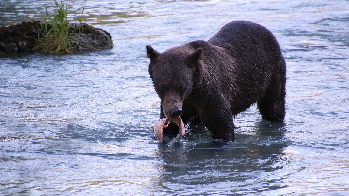 Day 26: Chilkoot River - a big bear show & photoshoot with 'Lulu'