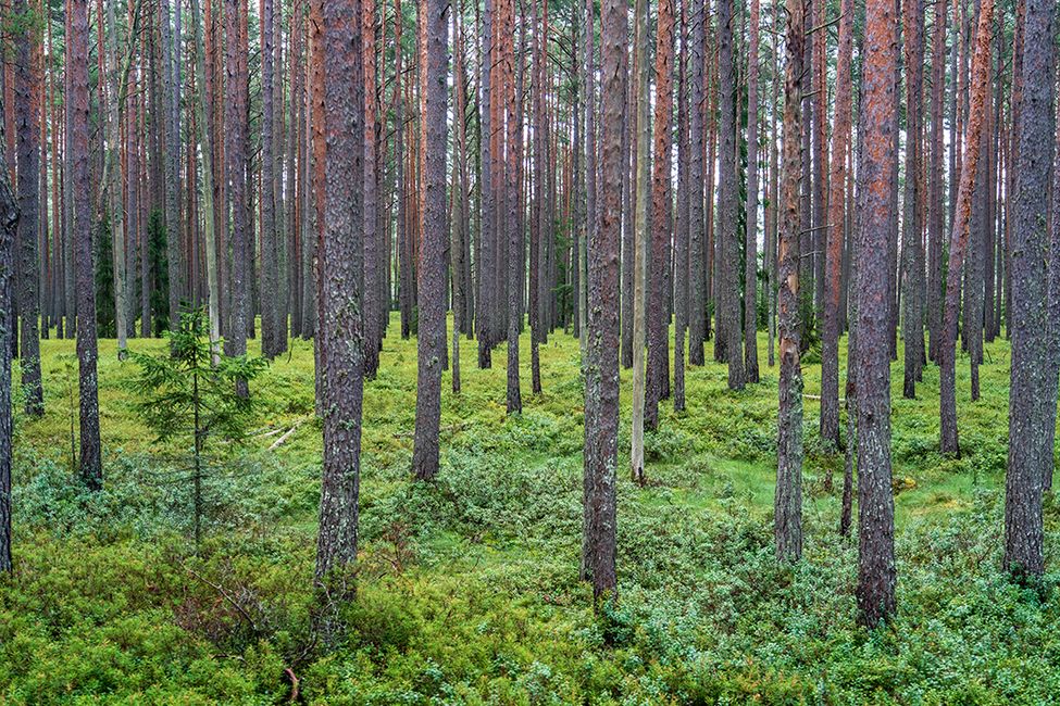 Majakivi–Pikanõmme 教学路径