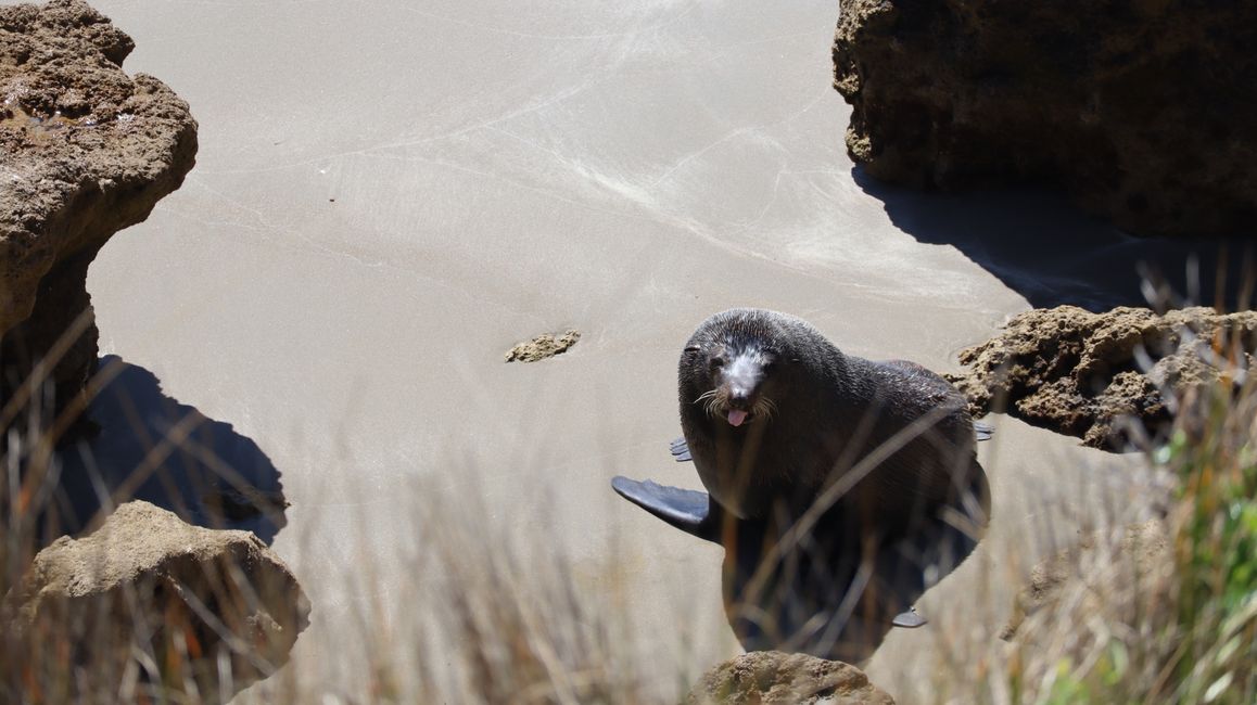 Seebär am Castlepoint Lighthouse :P