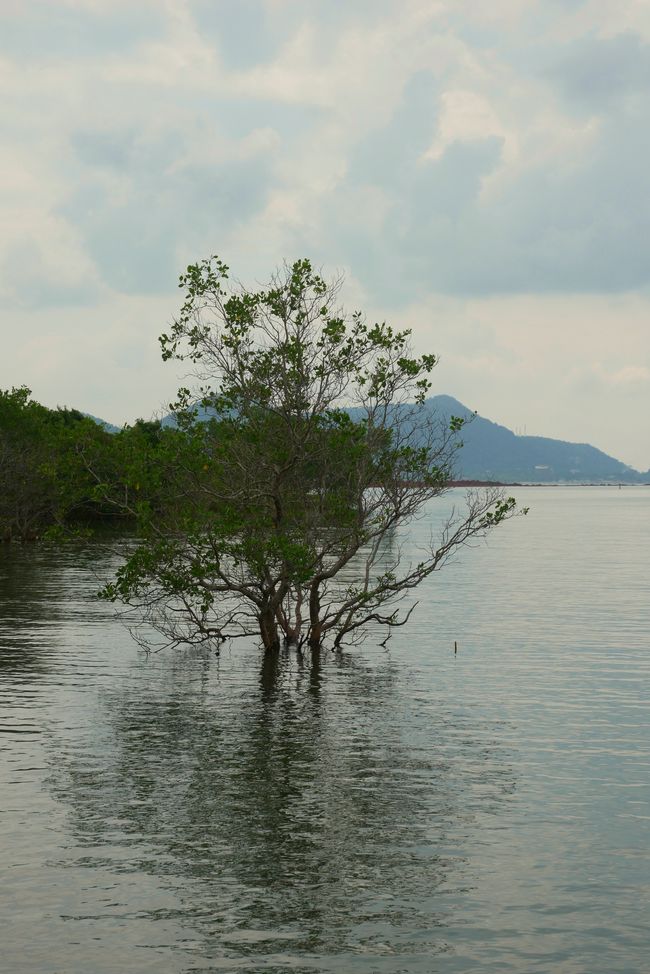 Mangrovenwald bei Okaraser