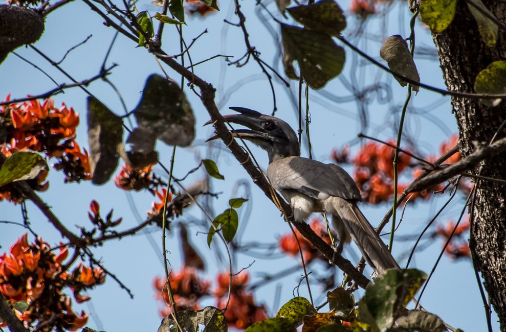 Indien-Hornvogel / Indian grey hornbill