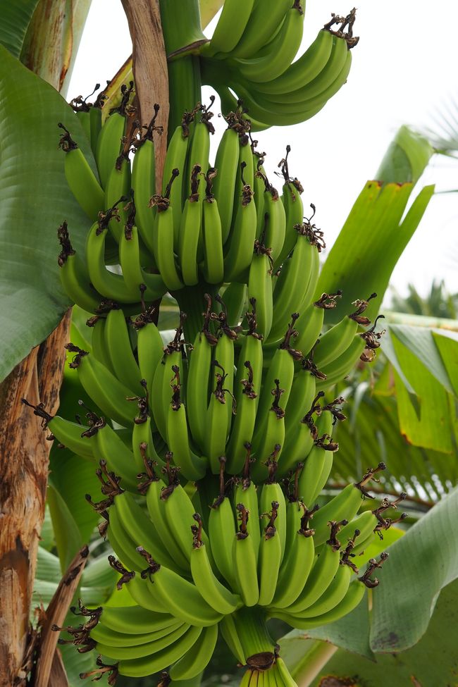 Bananenbaum 