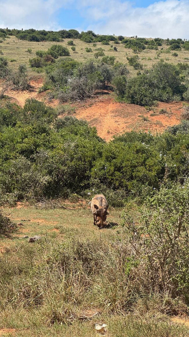 Addo Nationalpark