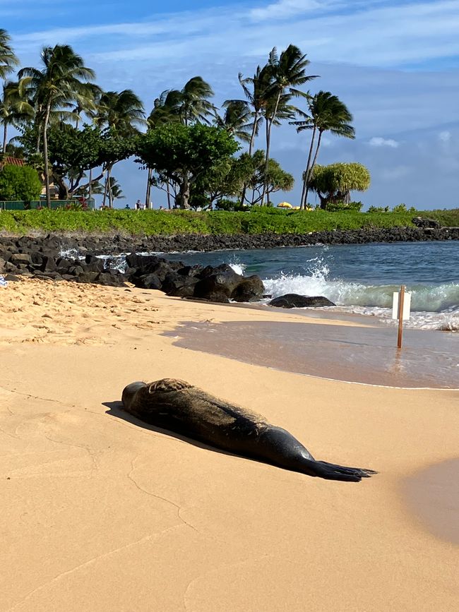 D18 - Yoga a las 7 am con Norbi y playa Poipu con focas monje, tortugas marinas y Humuhumunukunukuapua‘a