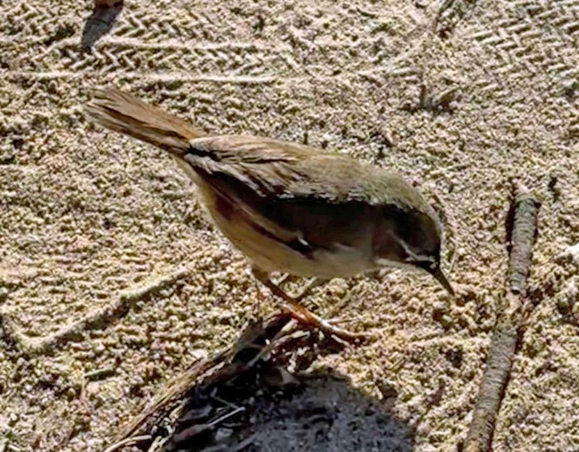 Halls Gap - Grampians-Nationalpark