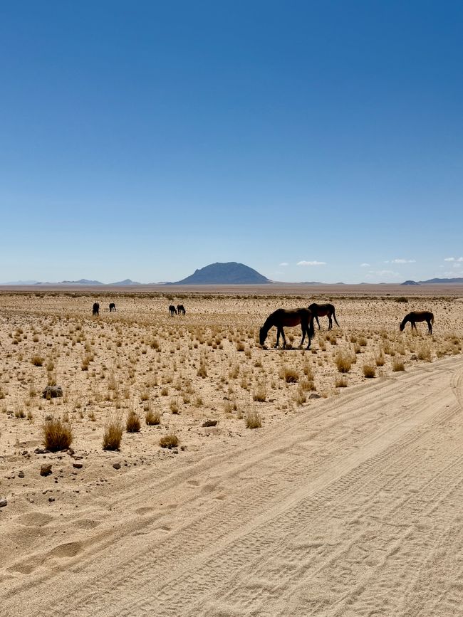 Chevaux sauvages 🐎/ Wild horses 🐎