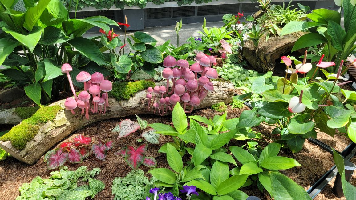 Heute königliches Programm – Royal Botanical Garden in Sydney