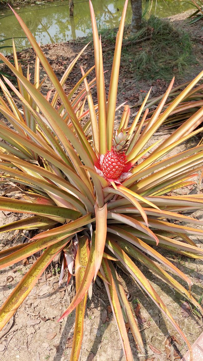 Ananas