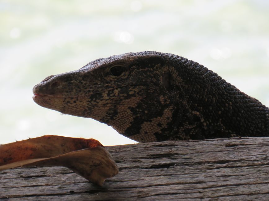 Matara - Mauvais temps, pas de baleines, mais des Salties (crocodiles d'eau salée)