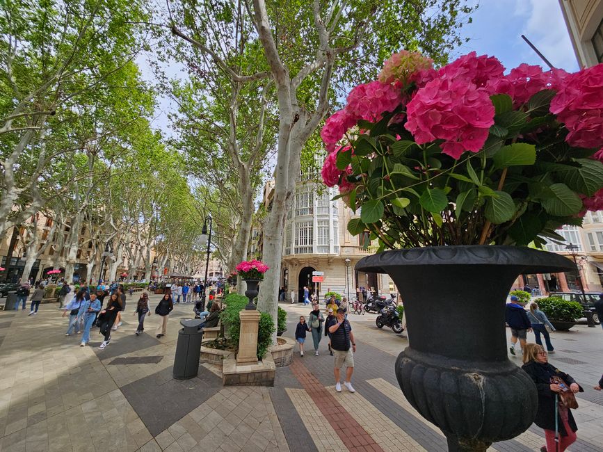 La Rambla Palma