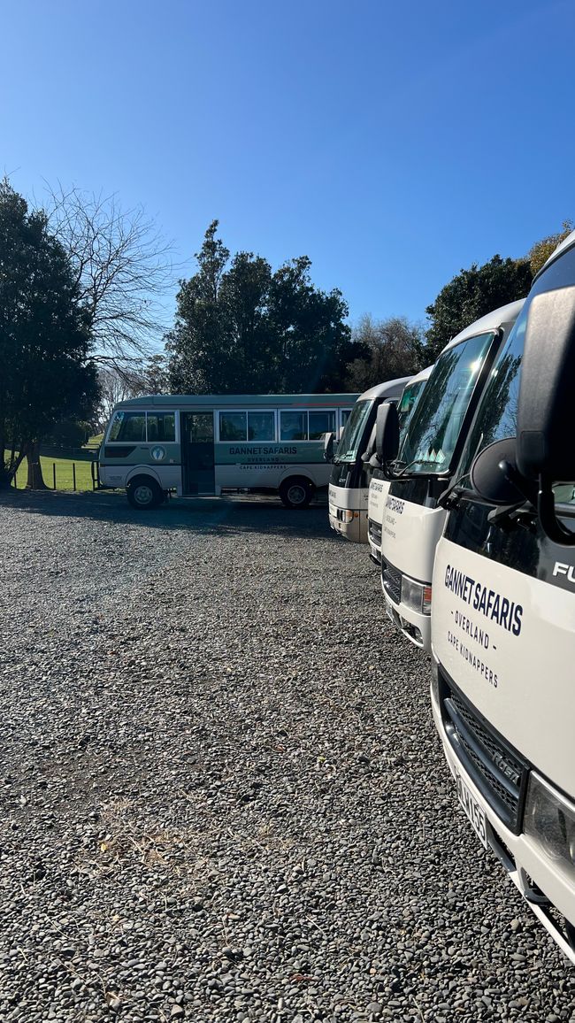 Mit diesen 4WD Bussen geht es los zur Tölpel-Safari ans Kape Kidnappers