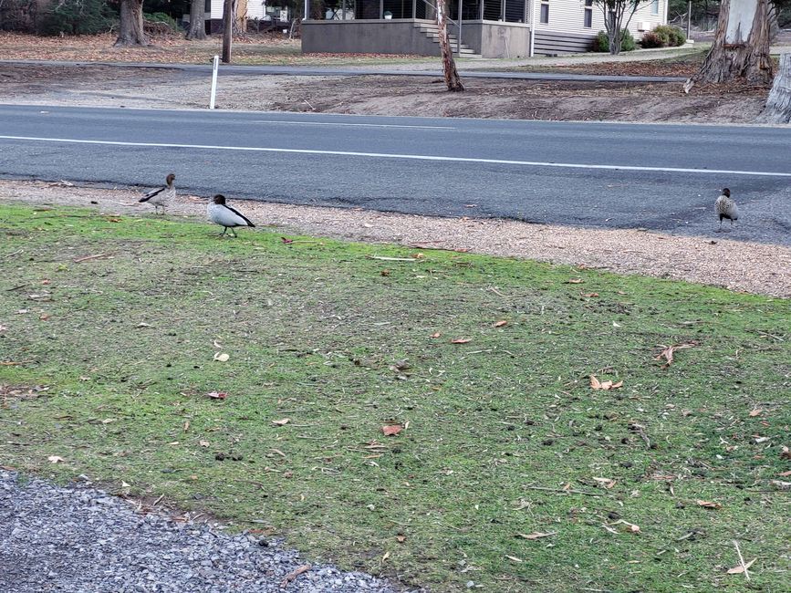 Hahndorf - Halls Gap