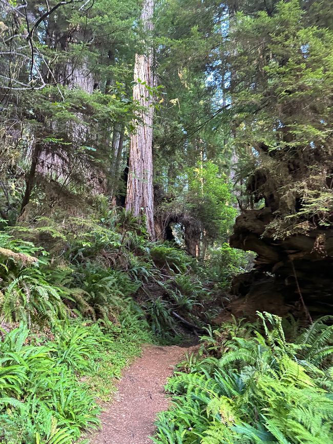 North Californian redwoods