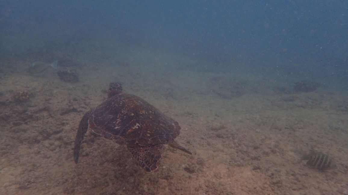 D18 - 7am Yoga with Norbi and Poipu beach with monk seals, sea turtles and Humuhumunukunukuapua‘a