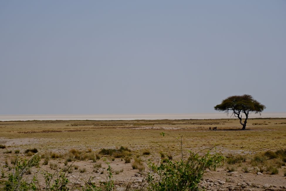 Etosha National Park 🐘🦒