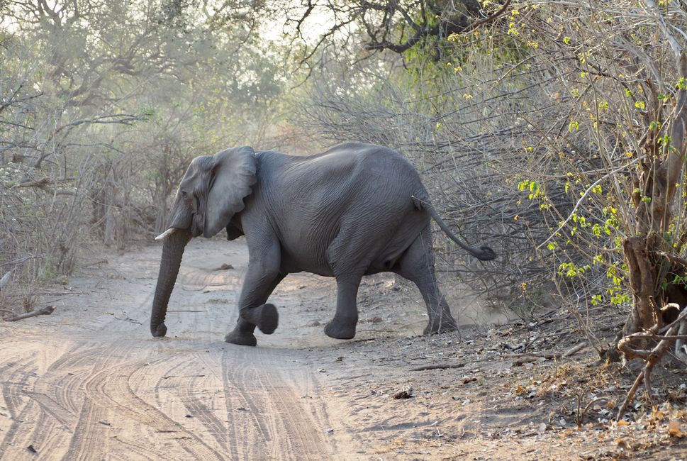 Safari pur-das Abenteuer beginnt