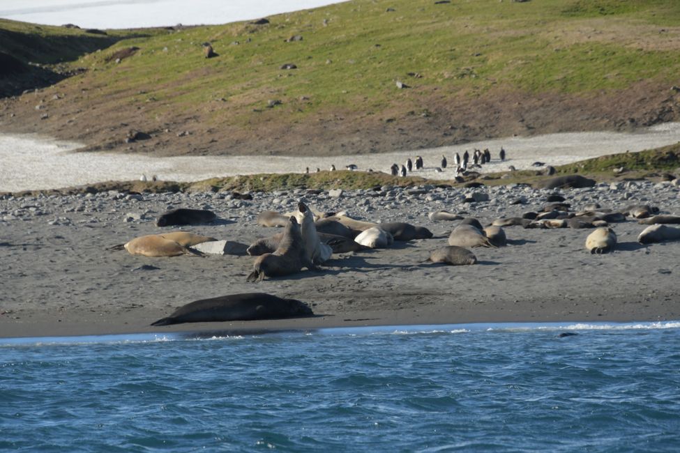 Seeelefanten / Elephant seals