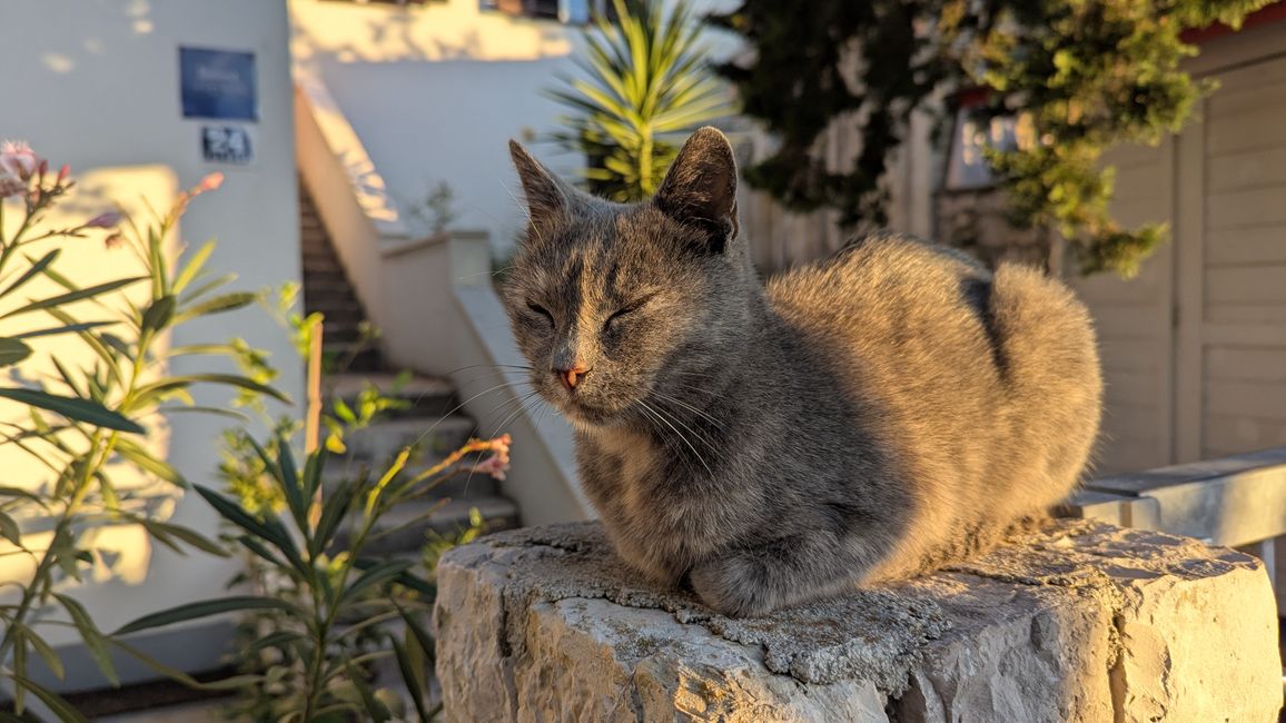 Cats of Croatia