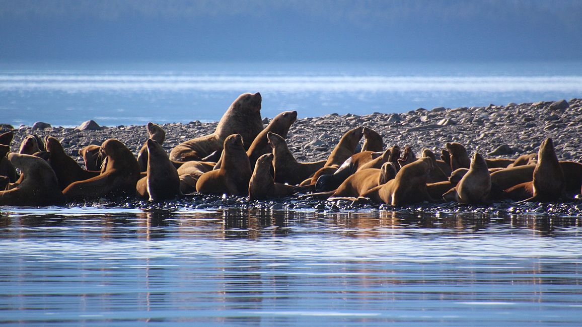 Tag 24: Trip nach Juneau: Wale, Gletscherausbruch & 16.000 Touristen