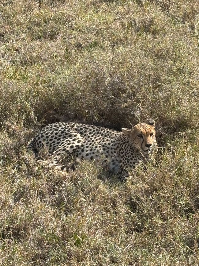 Serengeti Parte 1 - El sueño de los felinos