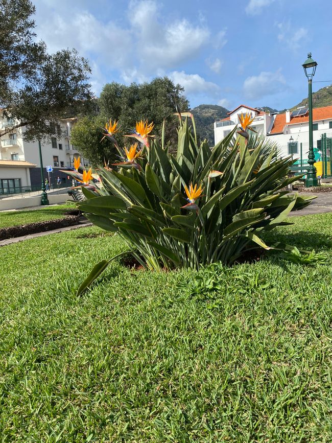 Strelitzien auch hier