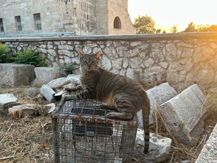 Katzen der Agora