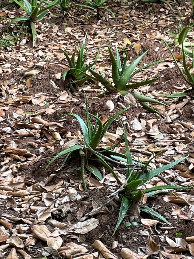 Aloe Vera als Pflanzen