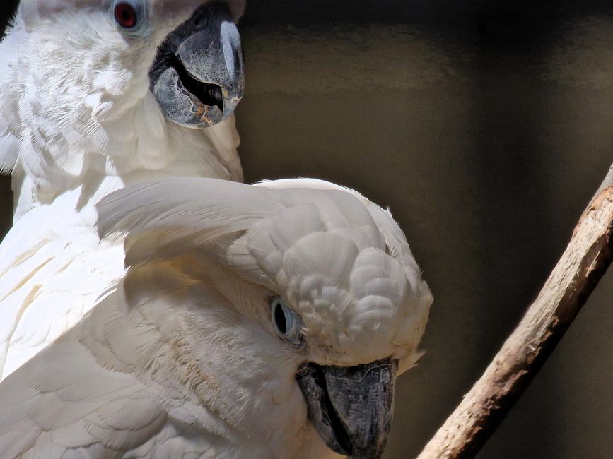 Bird Park