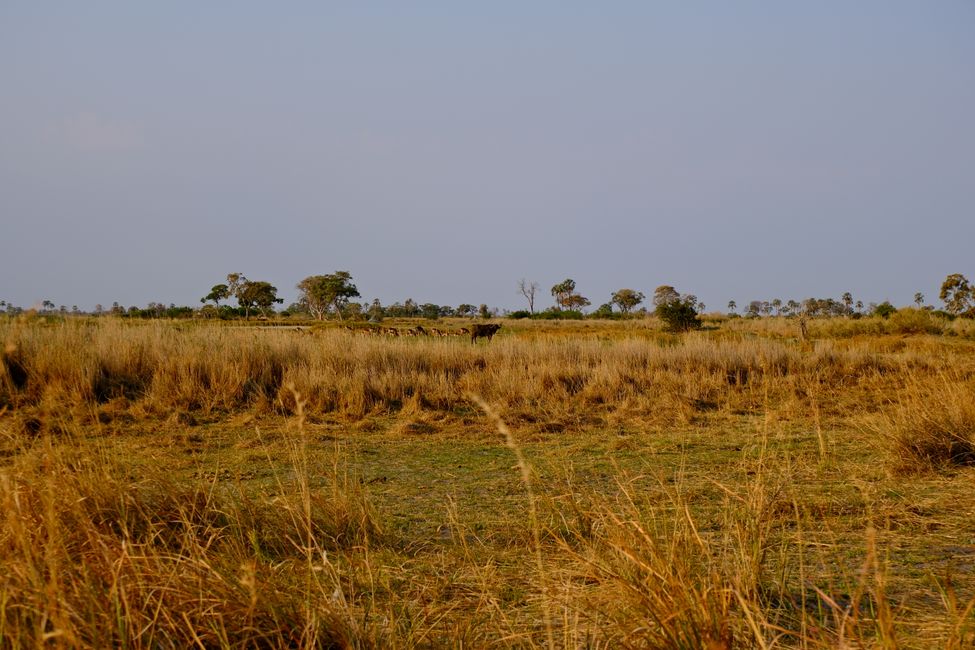 Okavango Delta 🇧🇼