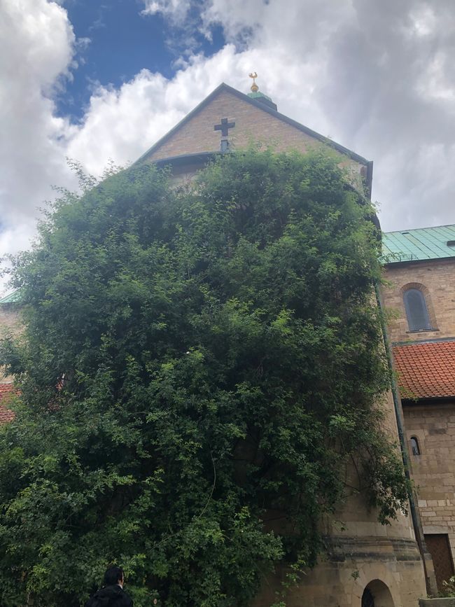 The thousand-year-old rose bush in Hildesheim