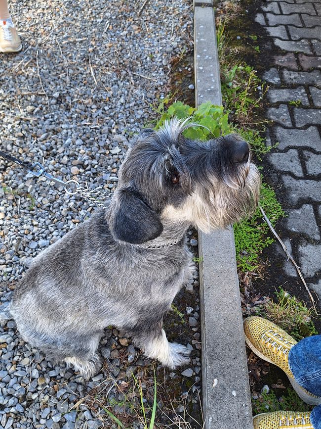 Bea
