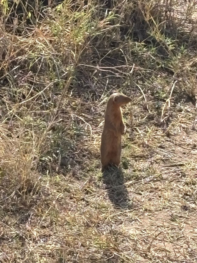 Serengeti Teil 3 - Die Rückkehr der Serengeti-Ritter