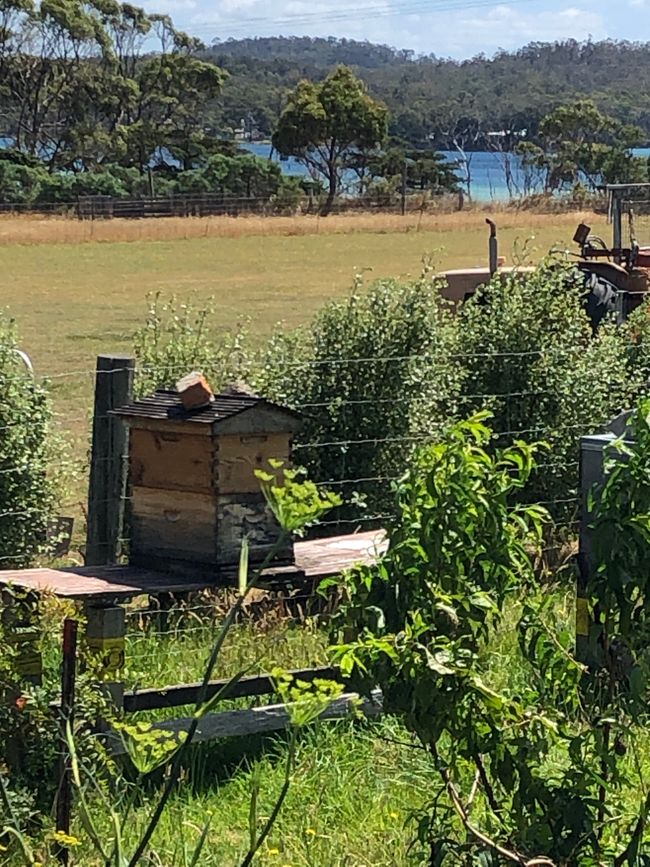 Bienenstöcke mit Meerblick