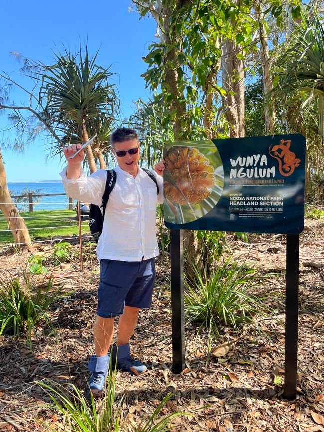 Noosa: Wanderwege, Begegnungen & ein Waran, der meinen Weg blockierte