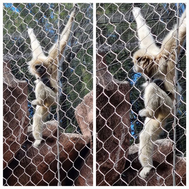 Tag drei: Zoo Aurora und Stadtteil Cayala