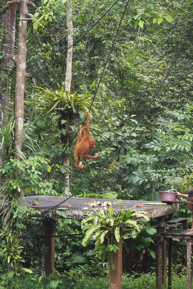 🇲🇾 Das Semenggoh Wildlife 🦧 Centre in Kuching/Sarawak/auf Borneo