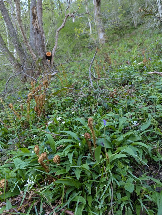 Bärlauch Felder im Wald